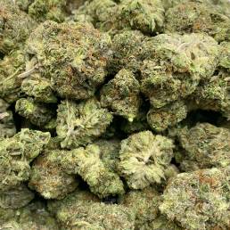 White Death Wholesale | Buy Weed Online | Dispensary Near Me