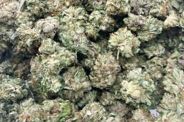Budget Buds - Purple Trainwreck Wholesale | Buy Weed Online | Dispensary Near Me