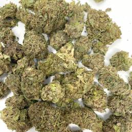 Budget Buds Purple Champagne Wholesale | Buy Weed Online | Dispensary Near Me