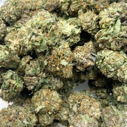 Budget Buds - Sundae Driver Wholesale | Buy Weed Online | Dispensary Near Me