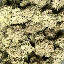 Budget Buds - Blue Fin Tuna Kush Wholesale | Buy Weed Online | Dispensary Near Me
