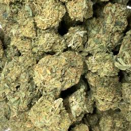 Budget Buds - Critical Kush| Buy Weed Online | Dispensary Near Me