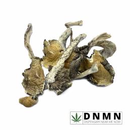 Magic Mushrooms - Gorlin| Buy Magic Mushrooms Online | Dispensary Near Me