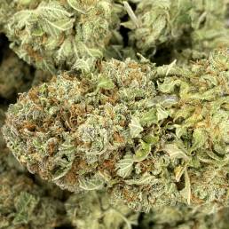 Moby Dick|Buy Weed Online | Dispensary Near Me
