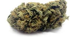 Cotton Candy Kush uai