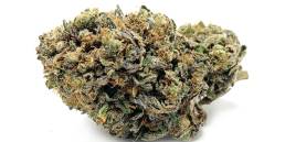 Purple Trainwreck uai