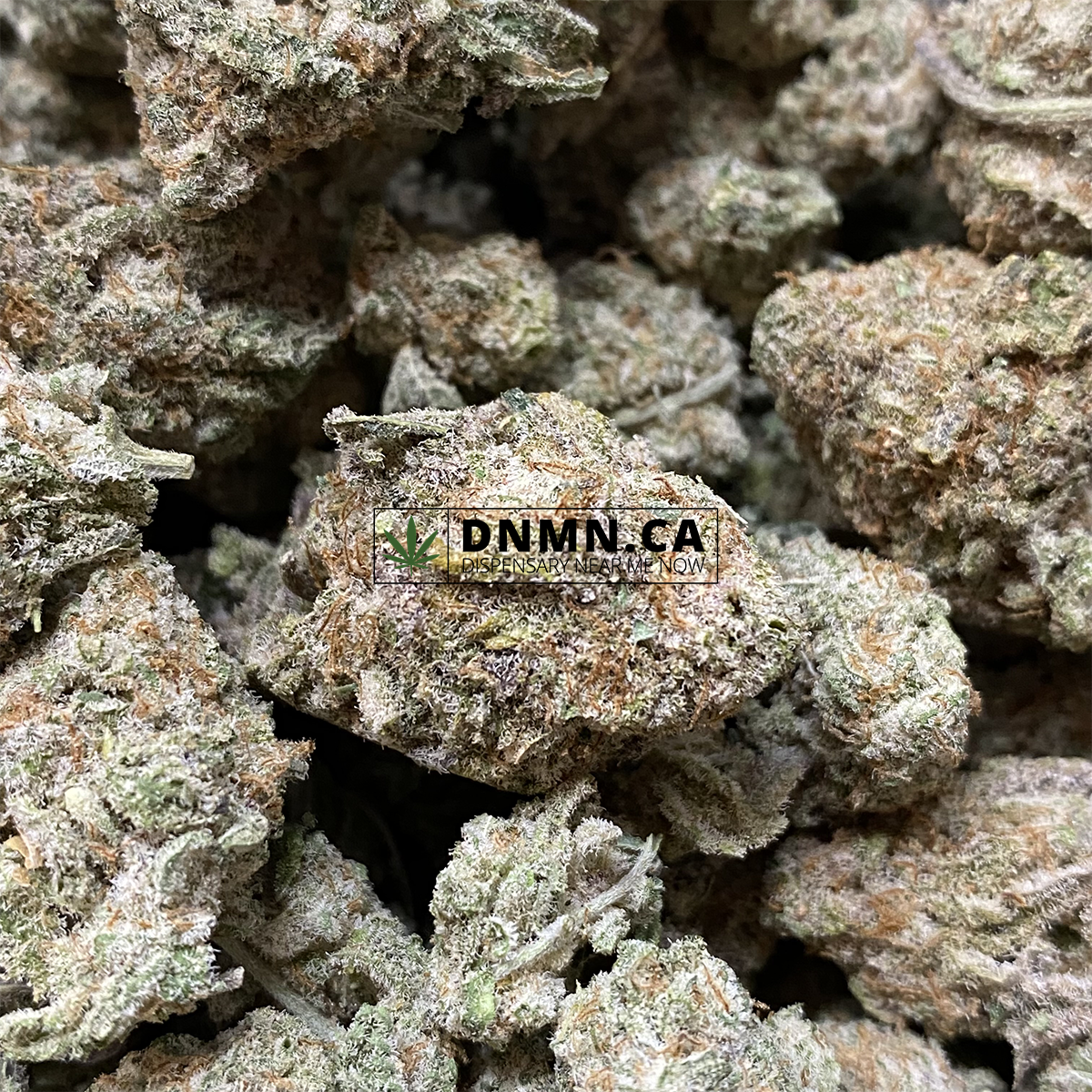 Goudaberry - Online Dispensary Canada - Dispensary Near Me Now