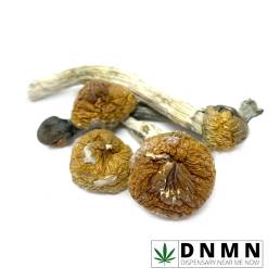 Gold Member - Magic Mushroom | Buy Magic Mushroom Online | Dispensary Near Me