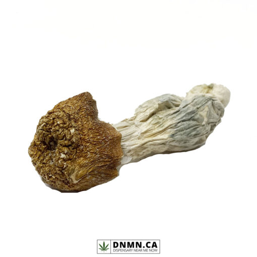 Makilla Gorilla - Magic Mushroom