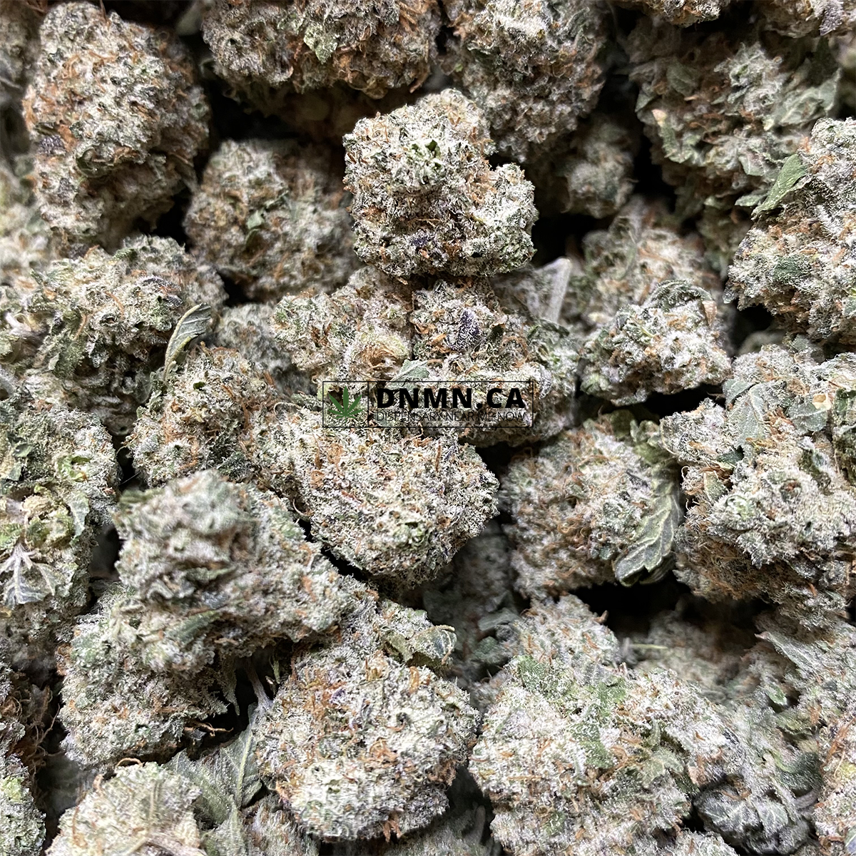 Barney Rubble - Online Dispensary Canada - Dispensary Near Me Now