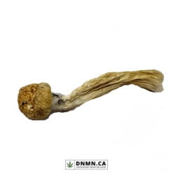 Golden Teachers - Magic Mushroom