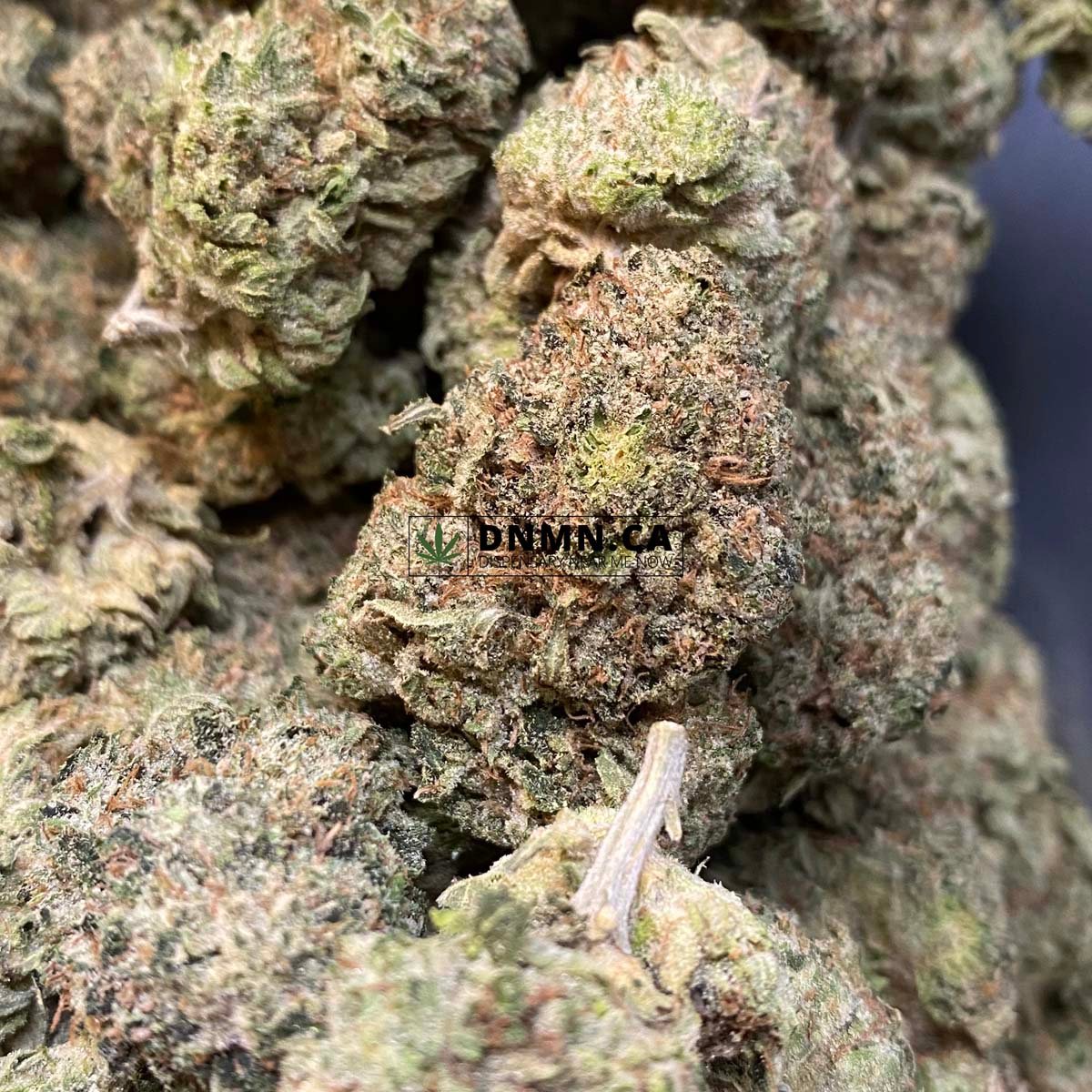 Greasy Bubba - Budget Buds in Canada - Dispensary Near Me