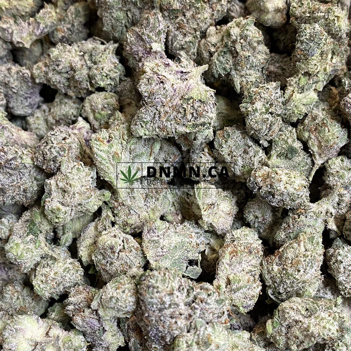 Cactus Breath Small - Online Dispensary Canada - Dispensary Near Me Now