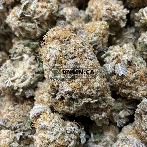 Tropicana Punch - Online Dispensary Canada - Dispensary Near Me Now