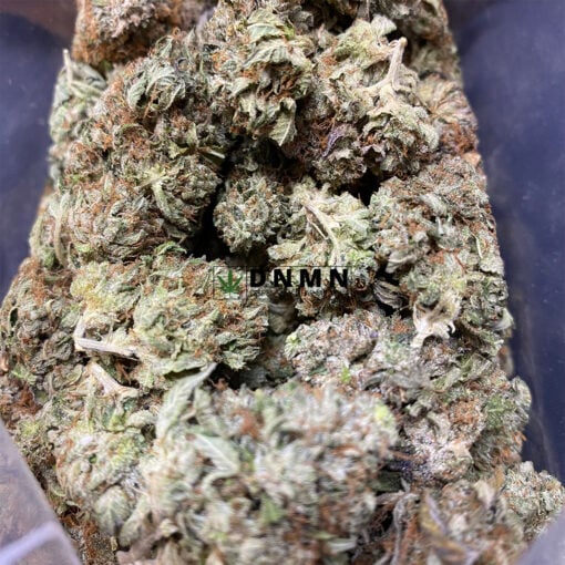 Gassy Rockstar - Cheap Weed Canada - Dispensary Near Me Now