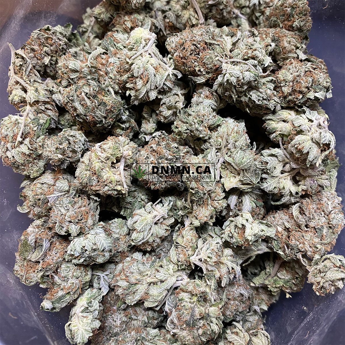 Pine Tar Kush Cheap Weed Canada Dispensary Near Me Now