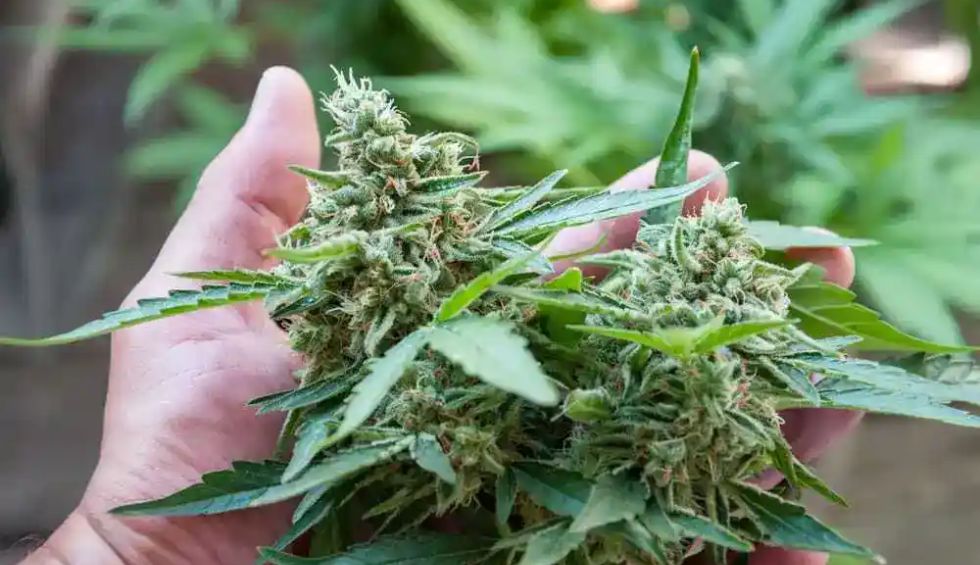 The Gorilla Glue strain is the current talk of the town in Canada for some good reasons. This strain is not only meant for recreational use but also has a bunch of medical benefits. 