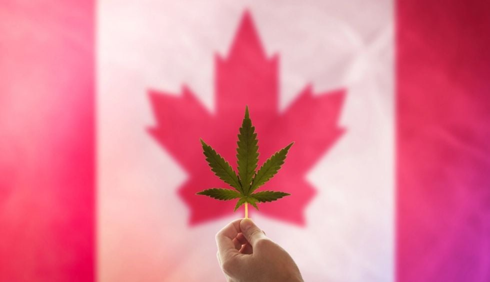 Nothing hits harder than Canadian weed from a reputable dispensary. Planning for your next restock? Read this guide before you visit.