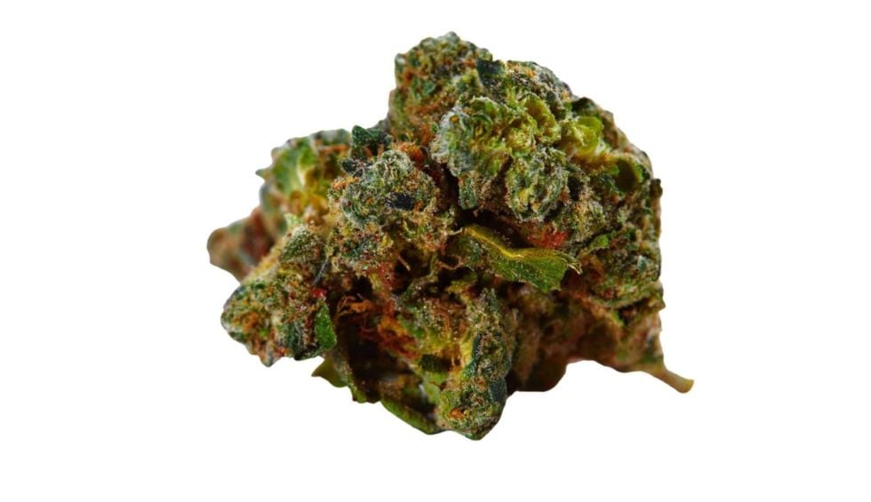 Green crack strain has an interesting history that traces back to the 1970s. It was originally called “Cush” and was developed from an Afghani landrace Indica and Skunk #1.