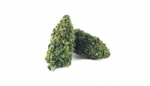 Why feast on some low quality buds while you can grab some Amnesia Haze buds online? Here's what you need to know. 