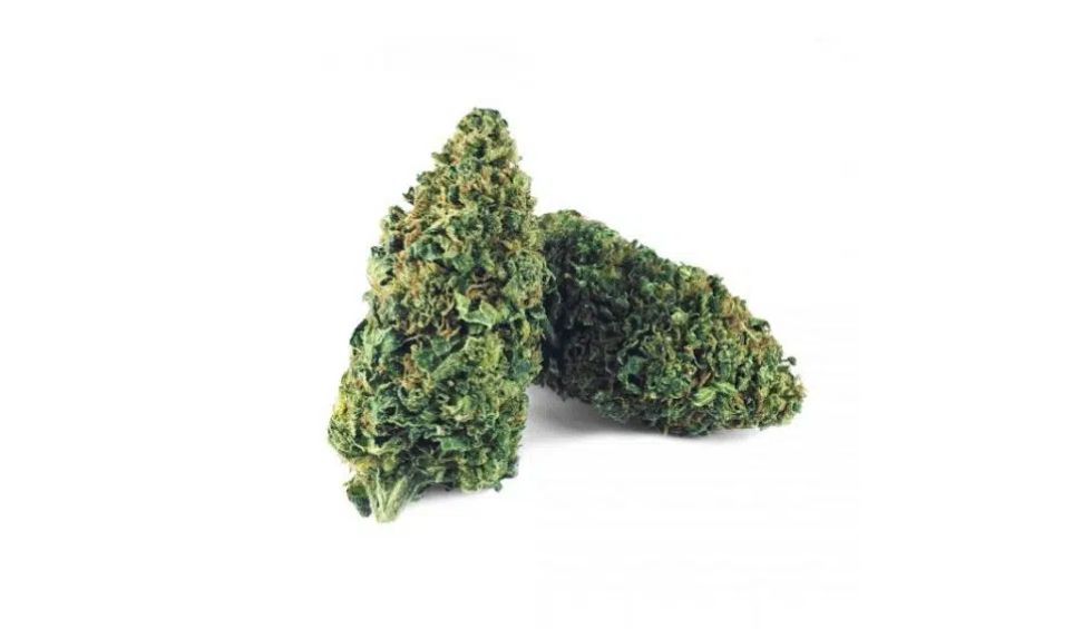 Why feast on some low quality buds while you can grab some Amnesia Haze buds online? Here's what you need to know. 