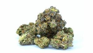 Blue Dream bud strain delivers smooth blueberry flavour, uplifting energy, and pure euphoria—order premium Blue Dream now.