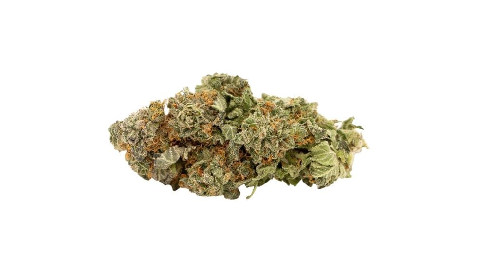 The Bruce Banner weed strain is a big green bud that's known for its high THC levels and intense effects. 